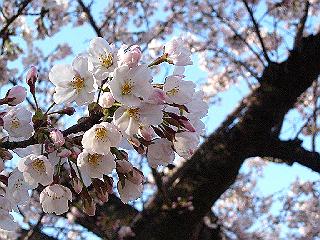 桜