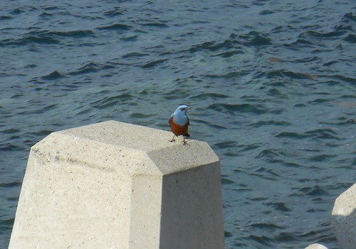 s-014 - コピー.jpg