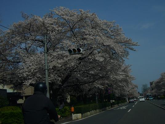 国立の桜２