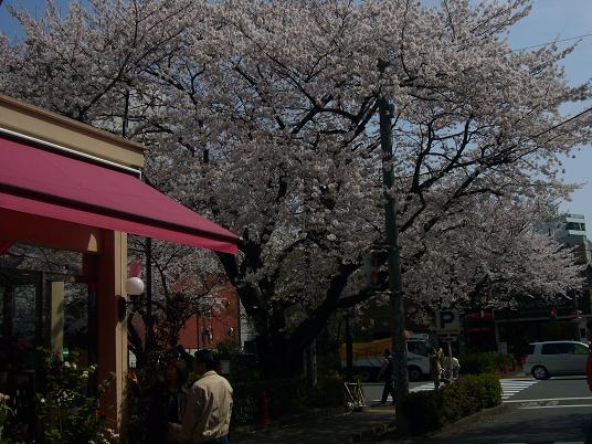 国立の桜３