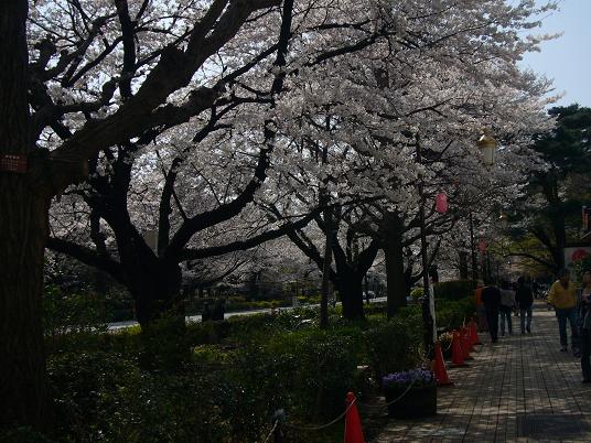 国立の桜４