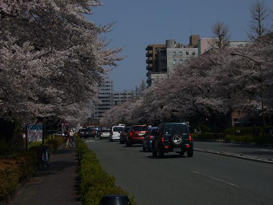 国立の桜５