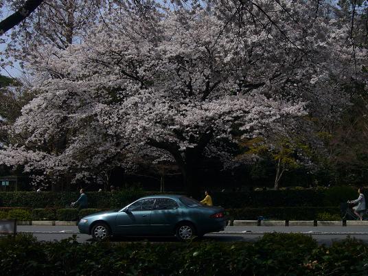 国立の桜７