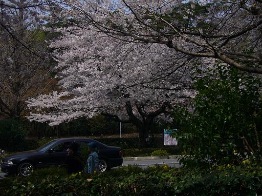 国立の桜８