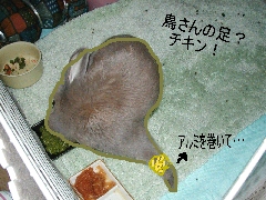 食べるぅ？＾＾