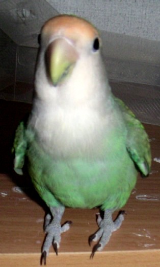 shiro12
