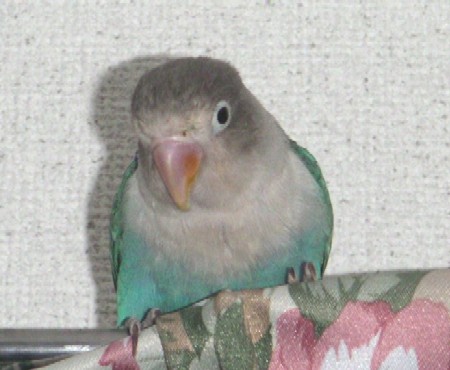 pon4