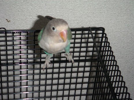 pon2
