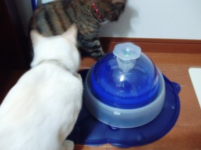 ぷっくん登場！！