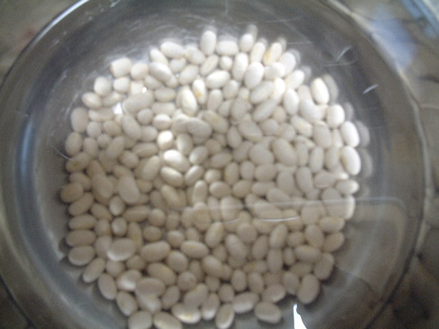 白インゲン豆２