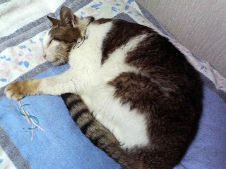 ぐーすかぴーｚｚｚｚｚｚｚｚｚｚｚ