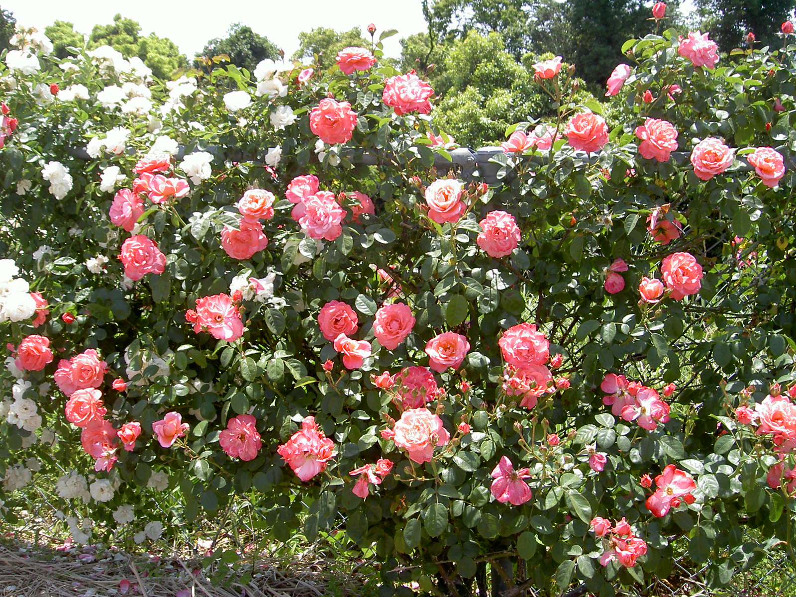 フェンスがほしくなってきた