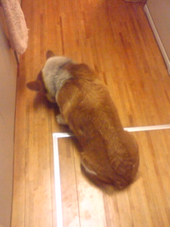クー台所の床をなめる