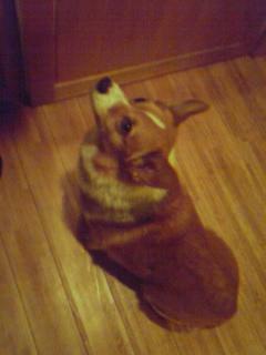 クーお座りしておやつを凝視