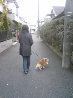 クーとお散歩中