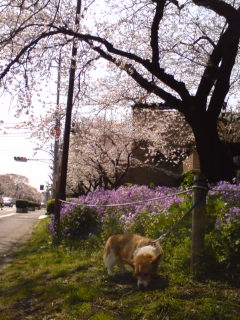 クー花より拾い食い