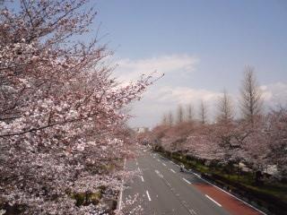歩道橋からの桜2008