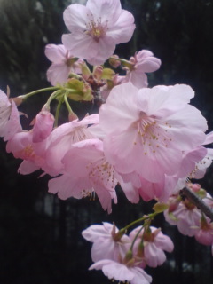 我が家の桜2008アップ