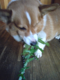 クー大根の葉っぱを食べる