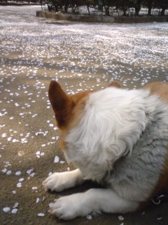 桜吹吹雪とクー