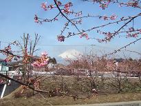 御殿場の桜