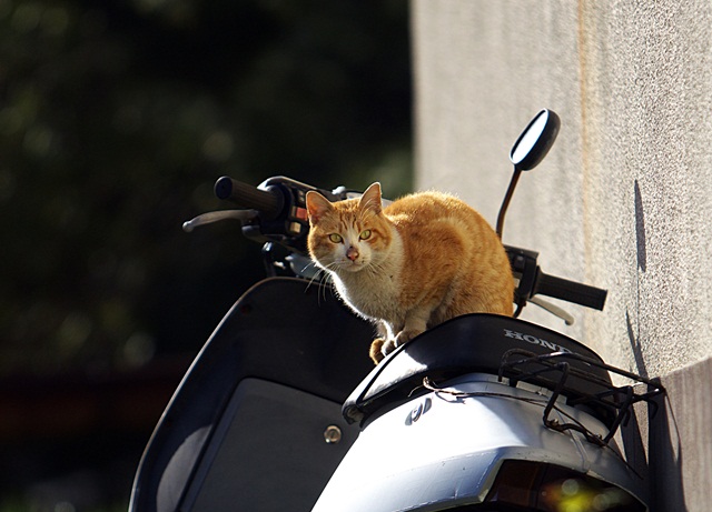 10.2：バイクの猫R2.jpg