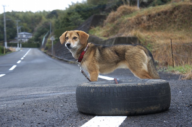 3.13：タイヤと犬・R2.jpg