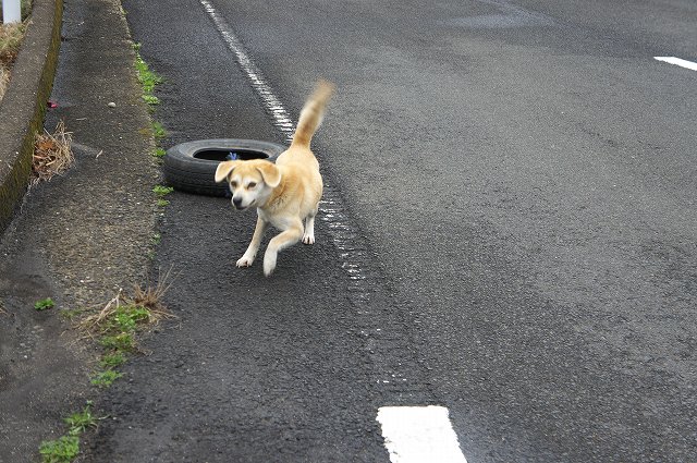 3.13：タイヤと犬・R3.jpg