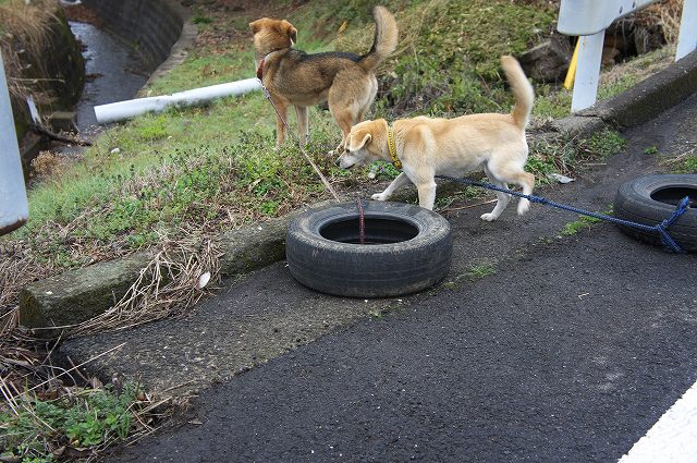 3.13：タイヤと犬・R4.jpg