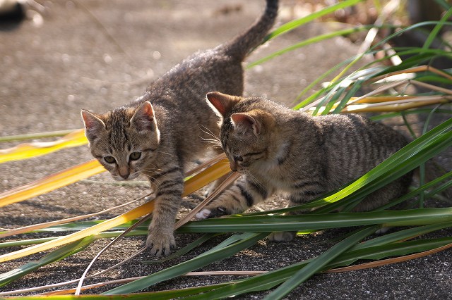 1.19：二匹の子猫R2.jpg