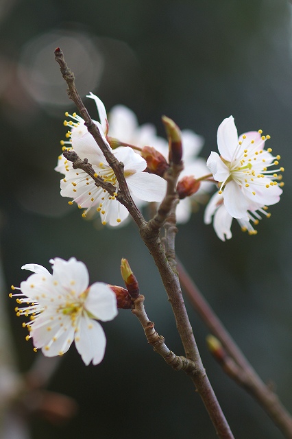 2.24：開花した花・Ｒ2.jpg