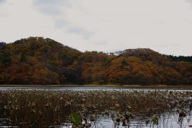 20101116_鶴岡市大山_上池_01