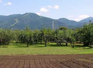 20100819_りんご畑