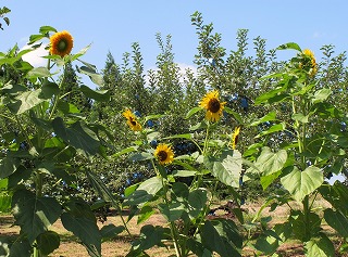 20100819_ひまわり