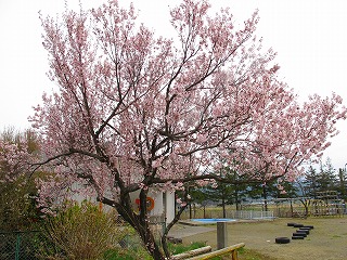 20100420_05_北目_宇夫須那神社_桜