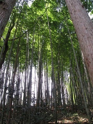 20100406_35_中尊寺_竹林