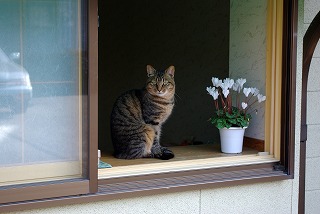 湯田川の猫その2