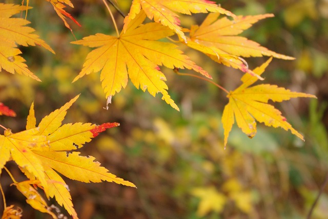 20101116_高館山_05