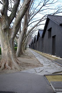 山居倉庫_けやき並木