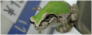 Japanese Tree Frog