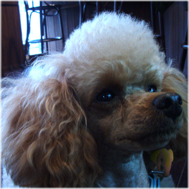 J; toy poodle in tea room