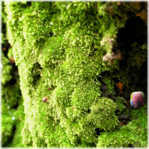 moss-grown tree in UENO TOUSHOU temple
