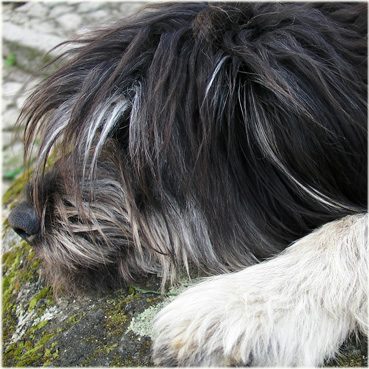 on the way to Castelo of Monsanto, Portugal