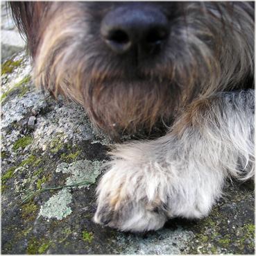 on the way to Castelo of Monsanto, Portugal