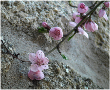 peach blossoms in Monsanto, Portugal