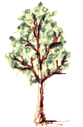 tree022.gif