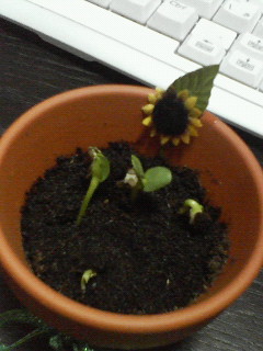 200704042000000.jpg
