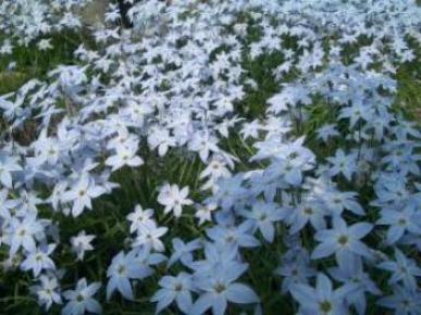 等々力公園の花