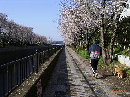 030406桜並木.JPG