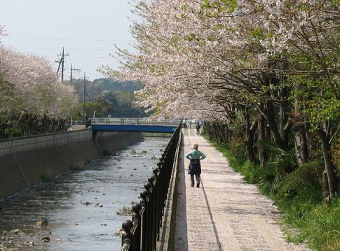 070408桜並木.JPG